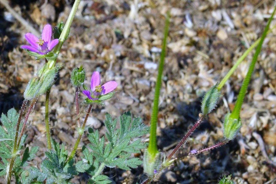 Erodium sp. (Geraniaceae)